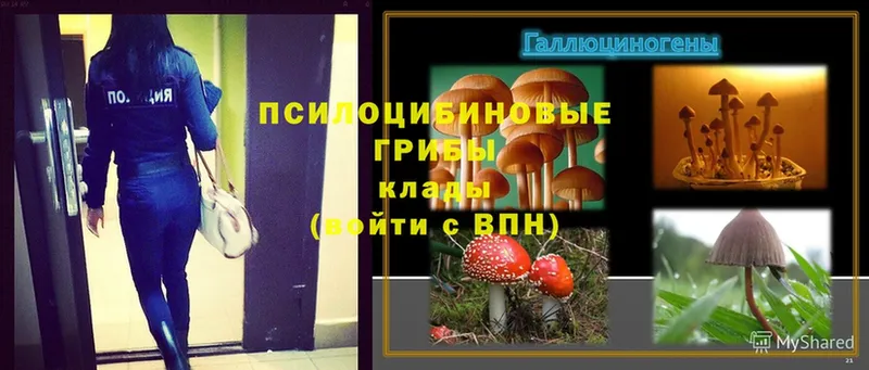 закладка  Рыбное  Галлюциногенные грибы Magic Shrooms 